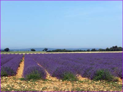 Lavandes sur le plateau de Sainte Croix