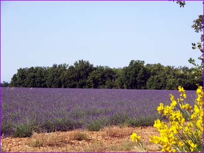 Lavandes sur le plateau de Sainte Croix