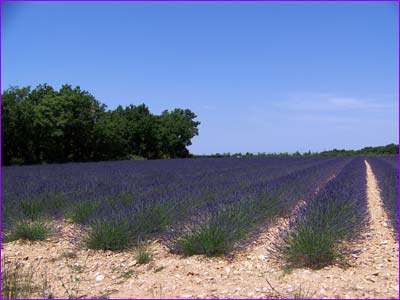 Lavandes sur le plateau de Sainte Croix