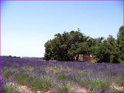 Lavandes sur le plateau de Sainte Croix